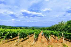 Na prodaju vinograd u Gudurici